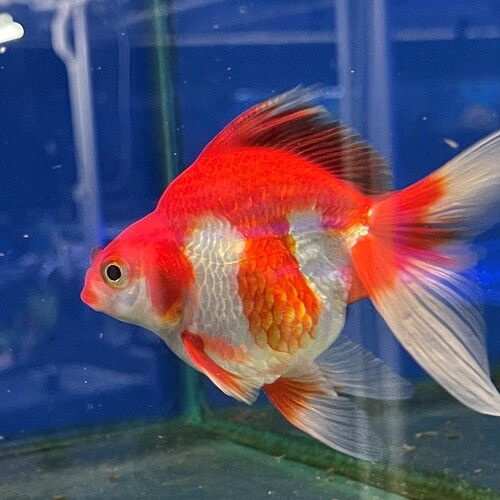 Fish for Sale Queensland Pet City